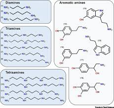 Maybe you would like to learn more about one of these? Hydroxycinnamate Amides Intriguing Conjugates Of Plant Protective Metabolites Trends In Plant Science