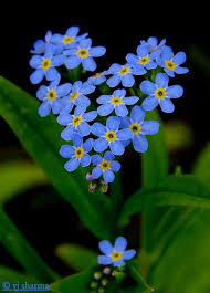 Heart Of Forget Me Not Flowers Photography Beautiful Beautiful Flowers Photography Flowers Photography