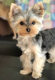 Discover insider trends, hair advice, tips, and be inspired by our online gallery. Curly Haired Dog Haircuts Novocom Top