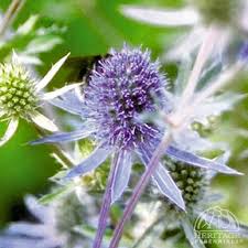 Image result for Ischaemum amethystinum