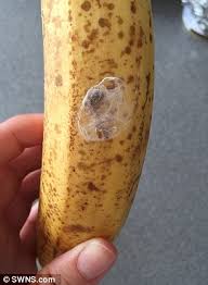 But what happens if it bites a girl? The Fate Of The Man Bitten By Brazilian Wandering Spider That Got To Britain In Tesco Bananas Daily Mail Online