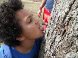 Backyard sugarin':The basics of making maple syrup at home : Sycamore Land  Trust