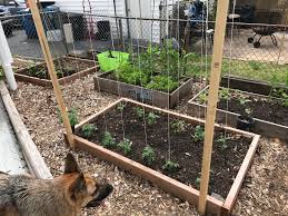 For determinate tomatoes, a simple tomato cage or patio container will do. The Tomato Trellis Is Up Gardening