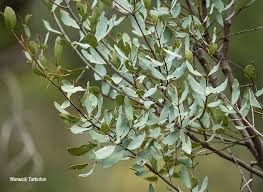 Image result for Euclea