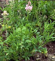 2 фразы в 1 тематике. Wildacker Saatgut Samen Shop Topinambur Wildblumensaat Wildkrautersaat Wildtierfutter Rasensaat Bienenmischung Niedersachsen Bayern Mecklenburg Danmark Austria Germany Esparsette
