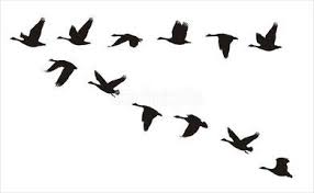 Bird In Flight Silhouette Search Photos Silhouette Duck Goose Tattoo Canadian Goose Birds Flying