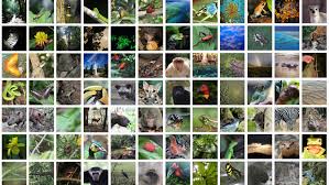 List of animal names with animal pictures in english. Biodiversity In Rainforests