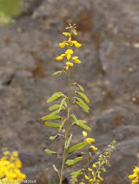Image result for Crotalaria nigricans