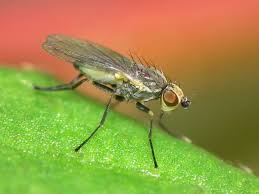 Image result for phytomyza gymnostoma