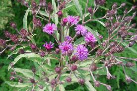 Lamium amplexicaule or henbit if you gotta have a weed this is a cool plant. Vernonia Noveboracensis New York Iron Weed Plant Gallery Nc Native Plant Society