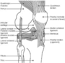 Lateral collateral ligament, anterior cruciate ligament, posterior cruciate ligament and medial collateral ligament. Supine Straight Leg Raise Exercise For Strengthening The Knee Download Scientific Diagram
