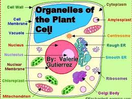 Mar 25, 2020 · if a living but wilted plant once again receives sufficient water, it regains its former stiffness as the vacuoles refill. What Are Plants And Animals Small Organelles Quora
