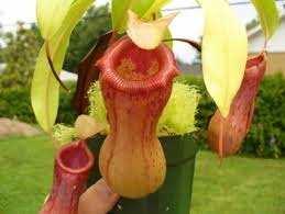 Bunga ini adalah sejenis anggrek liar yang sangat langka di eropa. 16 Tanaman Langka Yang Hidup Di Indonesia