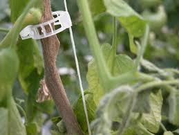 Image result for tomato seedling botrytis