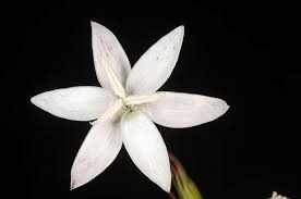 Image result for Hesperantha longicollis
