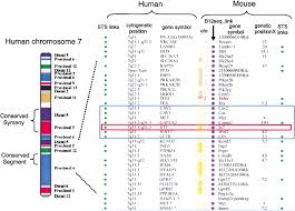 evolution chromosome 2 fusion biology stack exchange