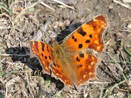 Image result for Polygonia c-album