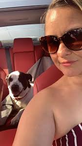 Lost dogs found in Spring area