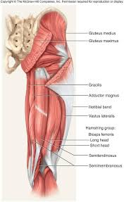 Anatomik Cizim Panosundaki Pin