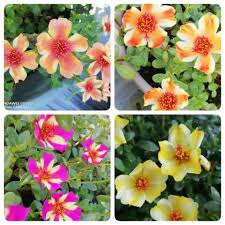 Selain dipanggil ros jepun (nama saintifiknya: Ros Jepun Duna Benih Rare Import By Holland Florist Facebook