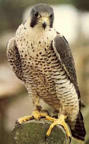 Peregrine Falcon Birds Of Prey New York Peregrine Falcon Pet Birds Birds Of Prey Nature Birds