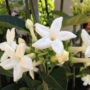 I fiori bianchi sono i più profumati, e stanno benissimo anche in combinazione con i colori più ✅ definizione ⇒ bianchi fiori profumatissimi su cruciverba.it ✅ tutte le soluzioni dei cruciverba per. Rampicanti A Fiore Bianco