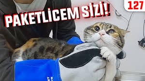 Kulagi Uyuz Dolu Yavru Scottish Kedi Hem De 1 Aylik Kulak Kiri Degil Asfalt Sanki Dobida 129 Youtube