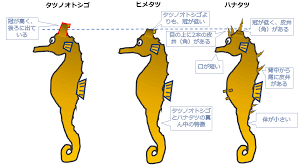タツノオトシゴの種類と見分け方｜タツノオトシゴとサンゴの飼育