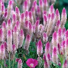 Celosia Flamingo Flower Seeds Celosia Spicata Flamingo 50 Seeds In 2020 Flower Seeds Flower Spike Flamingo Flower