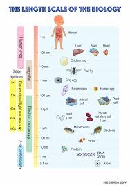 Illustrate only a plant cell as seen under electron microscope how. Pin On Microscope Activities And Lessons