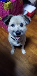 Free Palladia chemo treatment for dogs