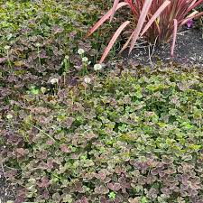 Image result for Trifolium