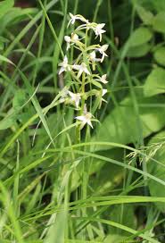 Image result for Holothrix longiflora