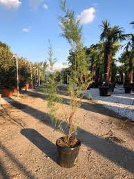 Image result for tamarix ramosissima pink cascade