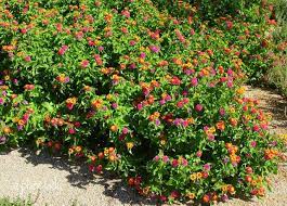 Lantana Low Lying Colorful Shrub Lantana Lantana Plant Plants