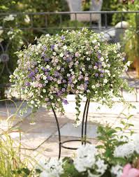 Image result for Sutera debilis