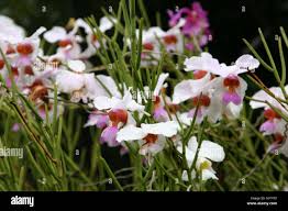 Image result for Eulophia galeoloides