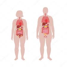 These organs produce hormones, aid with reproduction or allow for pleasure during sex. Vector Isolated Illustration Of Human Internal Organs In Obese Male And Woman Body Stomach Liver Intestine Bladder Lung Uterus Spine Pancreas Kidney Heart Bladder Icon Medical Poster Premium Vector In Adobe