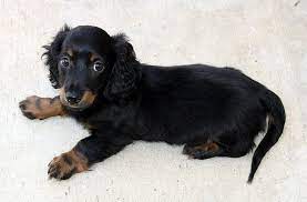Unfortunately, a dachshund isn`t considered a hypoallergenic canine, which means the hair a dachshund shedding can lead to allergies in those who suffer such medical conditions. Are Dachshund Dogs Hypoallergenic