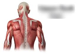 Blast and bomb your back into growth with these 5 exercises: Upper Back Muscles Diagram Quizlet