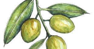 Olives And Olive Oil Floral Painting Botanical Illustration Painting