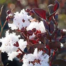 We did not find results for: Diamonds In The Dark Crepe Myrtle Blush Garden Express