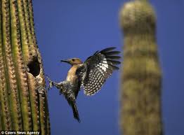 Cacti house several types of animals. A Place In The Sun Desert Birds That Use The Inside Of A Cactus As A Home Daily Mail Online