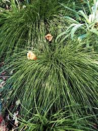 Image result for Platycaulos