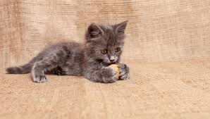 Can Cats Eat Almonds My British Shorthair