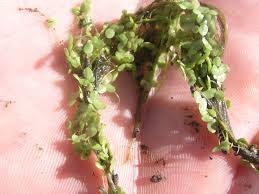 Image result for Lemna aequinoctialis