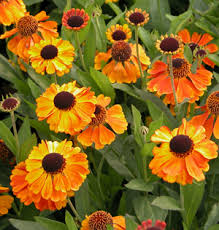 Choose from a variety of the most brilliant colors of purple, green, and gold for your festive event. Mardi Gras Helenium Helen S Flower Dogtooth Daisy Sneezeweed Hummingbird Plants Almost Eden