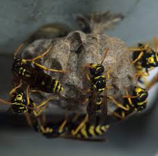 Property owners can count on their local ehrlich pest experts to deliver yellow jacket removal services that are both safe and effective. 5 Natural Wasp Control Tactics Texas Wasp Yellow Jacket Control