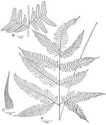 Image result for Pteris tripartita