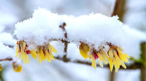 Fiori a grappoli gialli verdognoli : Berretta Da Prete Giardinoweb